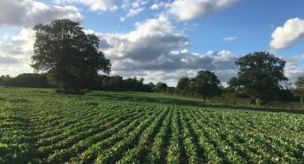 lush green cropland with hedgerows and trees under a sunny blue sky