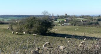 Sheep grazing in a field