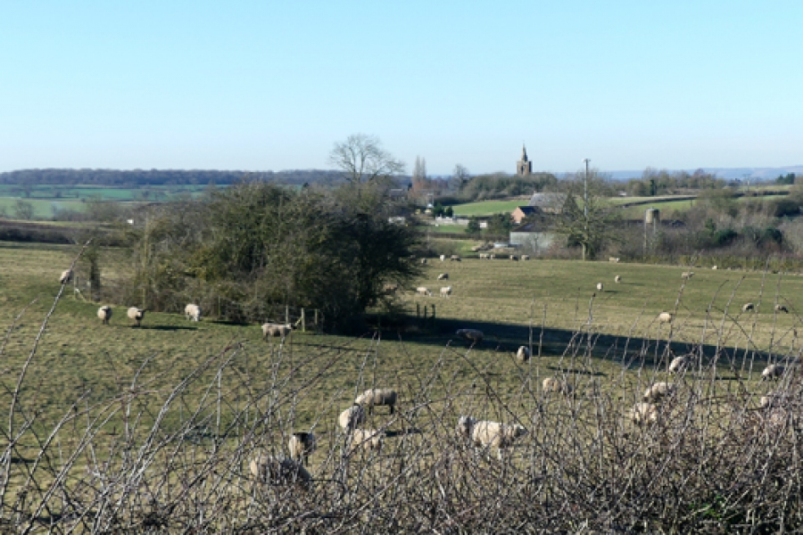 Sheep grazing in a field