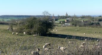 A view of sheep and the Leicestershire countryside