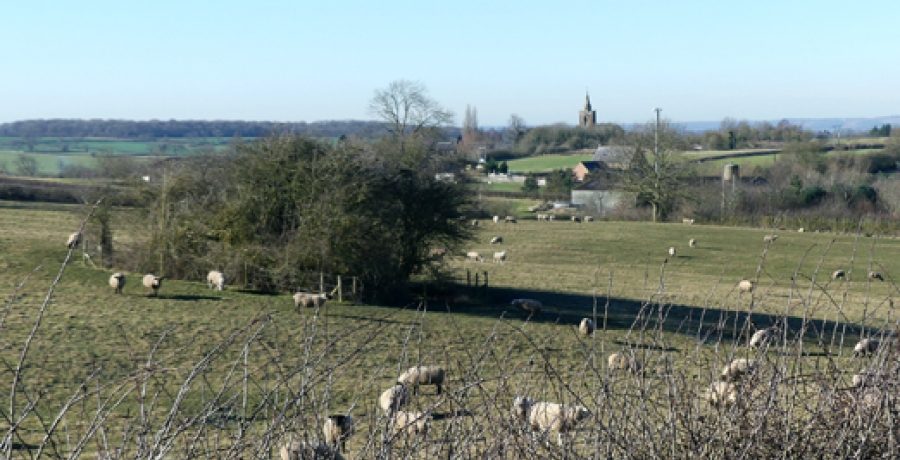 A view of sheep and the Leicestershire countryside
