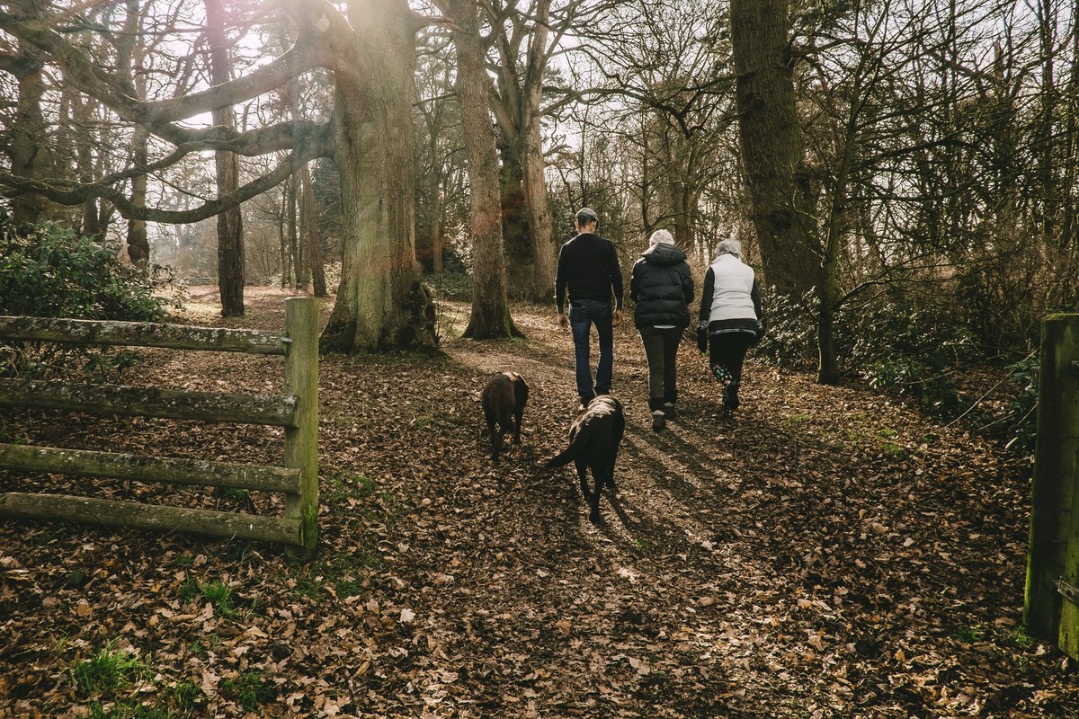 Family walking through woods with dogs