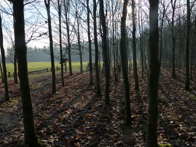Woodland at Fosse Meadows