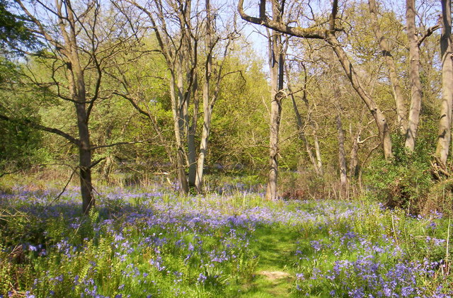 Bluebells in Launde Big Wood